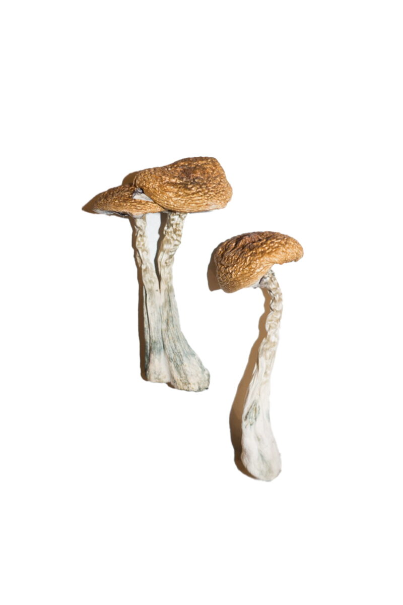 Wavy-Caps-Magic-Mushrooms - Buy Wavy Caps Mushrooms In Scottland