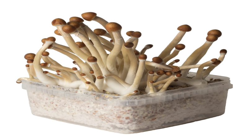 Psilocybe Cubensis Grow Kits USA - Magic Mushroom Grow Kit amazon - Strongest Mushroom Grow Kit, Buy Psychedelic Mushroom Growing kit, Buy mushroom grow bag
